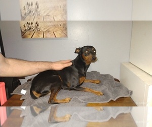 Father of the Min Pin Dobe puppies born on 10/01/2026