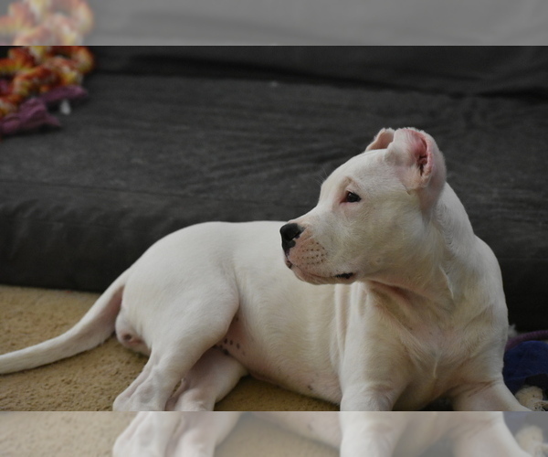 Medium Photo #4 Dogo Argentino Puppy For Sale in STAFFORD, VA, USA