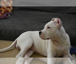 Small Photo #4 Dogo Argentino Puppy For Sale in STAFFORD, VA, USA