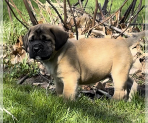 Mastiff Puppy for Sale in MURRYSVILLE, Pennsylvania USA