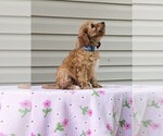 Puppy Effie Cockapoo-Poodle (Miniature) Mix