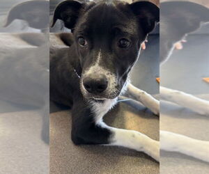 Border Collie-Unknown Mix Dogs for adoption in Plano, TX, USA