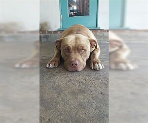 Mason - Male Mutt Dog for Adoption - Photo #3