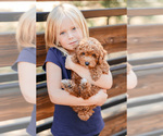 Small Photo #3 Poodle (Toy) Puppy For Sale in ANTELOPE, CA, USA