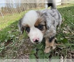 Small #6 Aussie-Corgi