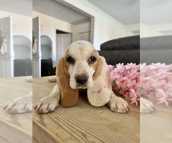 Medium Photo #5 Basset Hound Puppy For Sale in BEAUMONT, CA, USA
