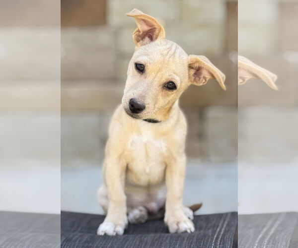 Medium Photo #4 Dachshund-Unknown Mix Puppy For Sale in PIPE CREEK, TX, USA