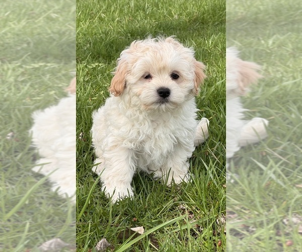 Medium Photo #3 Havanese Puppy For Sale in CANOGA, NY, USA