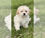 Small #2 Havanese