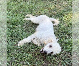 Addy - Female Poodle (Miniature) Dog for Adoption - Photo #2