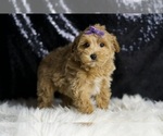 Small #5 Maltipoo