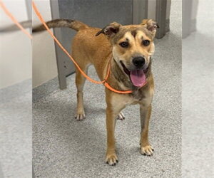 Mutt Dogs for adoption in Pasadena, TX, USA