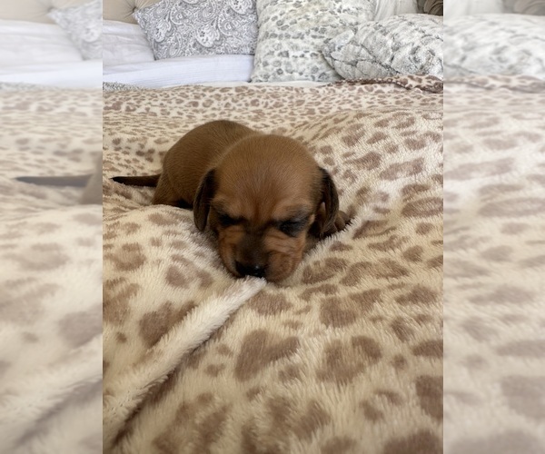 Medium Photo #4 Dachshund Puppy For Sale in SAN DIEGO, CA, USA