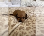 Small #3 Dachshund