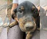 Small #2 Mutt