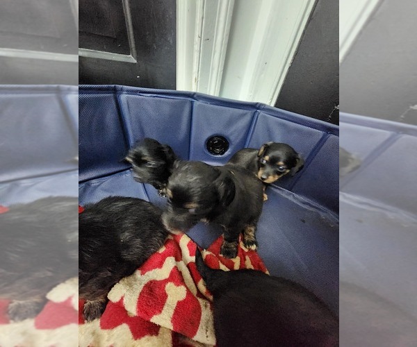 Medium Photo #12 Dachshund Puppy For Sale in DETROIT, MI, USA