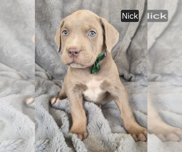 Medium Photo #4 Cane Corso Puppy For Sale in MINERAL WELLS, WV, USA