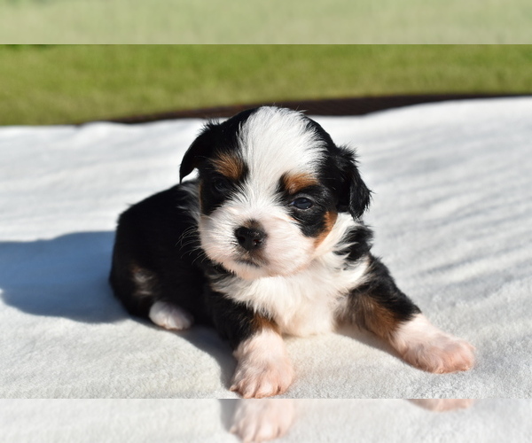 Medium Photo #4 Auss-Tzu Puppy For Sale in PALM COAST, FL, USA