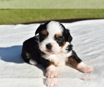 Small #3 Auss-Tzu
