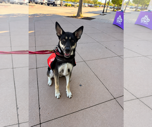 Hera - Female Mutt Dog for Adoption - Photo #4