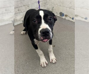 Mutt Dogs for adoption in San Bernardino, CA, USA