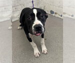 BOO BERRY - Male Mutt Dog for Adoption - Small photo