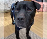 Small #33 American Pit Bull Terrier