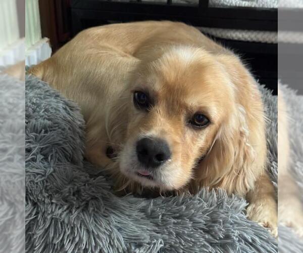 Medium Photo #3 Cocker Spaniel Puppy For Sale in San Diego, CA, USA