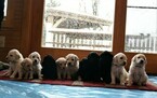 Small Photo #3 Goldendoodle Puppy For Sale in HUDSONVILLE, MI, USA