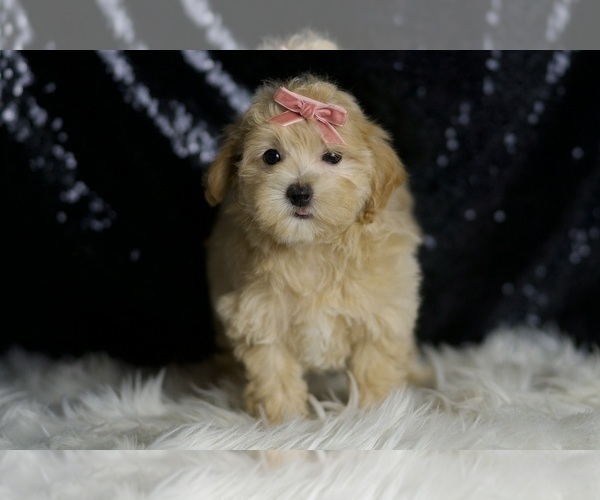 Medium Photo #2 Maltipoo (Miniature) Puppy For Sale in WARSAW, IN, USA