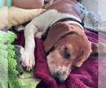 Small #1 Beagle