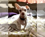 Small #1 Chihuahua Mix