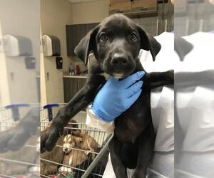 Labrador Retriever-Unknown Mix Dogs for adoption in Conroe, TX, USA
