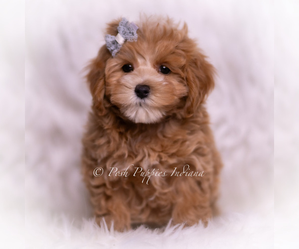 Medium Photo #62 Maltipoo (Toy) Puppy For Sale in WARSAW, IN, USA