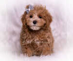 Small Photo #62 Maltipoo (Toy) Puppy For Sale in WARSAW, IN, USA