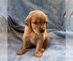 Small Photo #5 Golden Retriever Puppy For Sale in CHIPPEWA FALLS, WI, USA