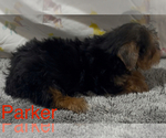 Small #1 Yorkshire Terrier