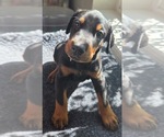 Puppy Hunter Doberman Pinscher