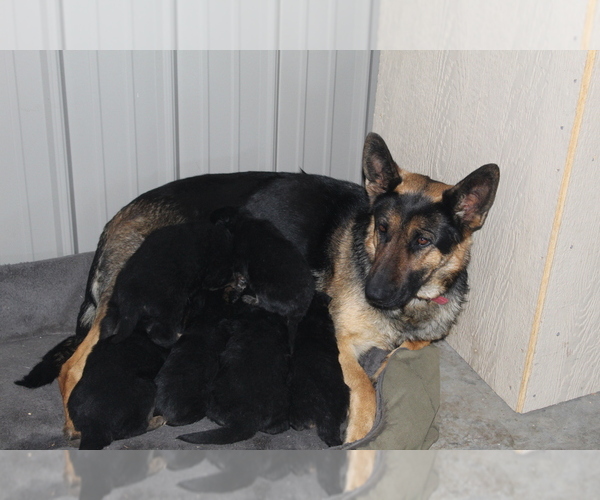 Medium Photo #1 German Shepherd Dog Puppy For Sale in HORN CREEK, CO, USA