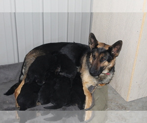 Mother of the German Shepherd Dog puppies born on 11/29/2020