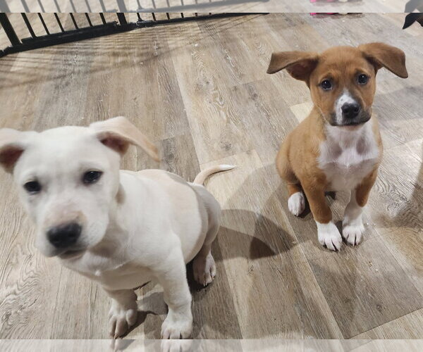 Medium Photo #2 Labrador Retriever-Unknown Mix Puppy For Sale in Marine City, MI, USA