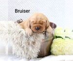 Small #1 Golden Retriever