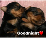 Small Photo #13 Yorkshire Terrier Puppy For Sale in OLATHE, KS, USA