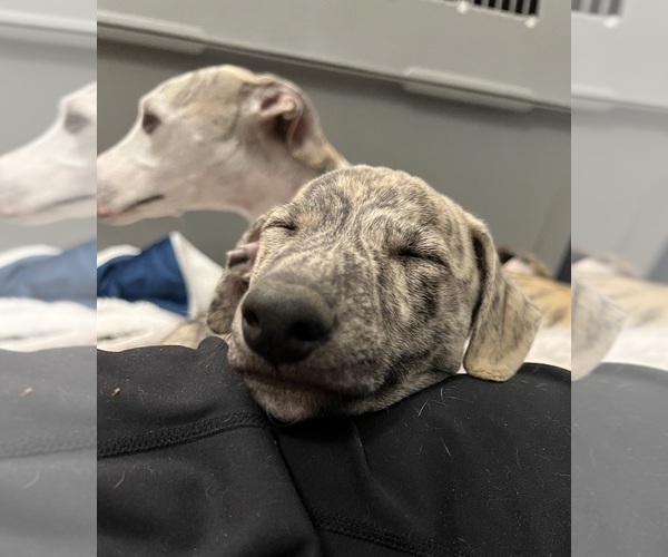 Medium Photo #10 Whippet Puppy For Sale in SOUTH SIOUX CITY, NE, USA