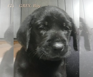 Labrottie Puppy for sale in BOOTHWYN, PA, USA