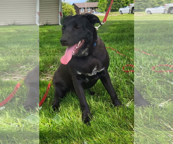 Medium Photo #7 American Pit Bull Terrier-Unknown Mix Puppy For Sale in Germantown, OH, USA