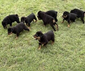 Rottweiler Puppy for sale in WACO, TX, USA