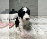 Small Photo #3 Sheepadoodle Puppy For Sale in BROOKSVILLE, FL, USA