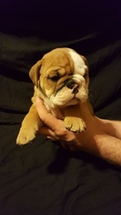 English Bulldogge Puppy for sale in TEMPLE, TX, USA
