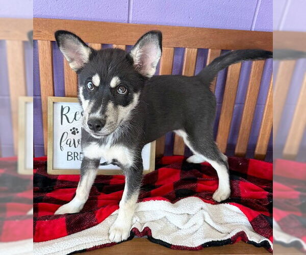 Medium Photo #1 Huskies -Unknown Mix Puppy For Sale in Genesee, WI, USA